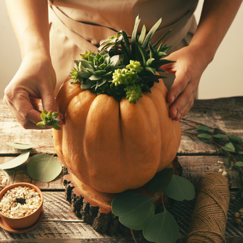 Pumpkin Succulent Workshop