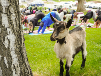 Baby Goat Yoga - May 10th