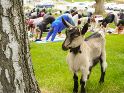 Baby Goat Yoga - May 10th